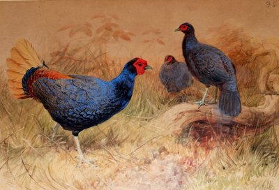 Rufous-tailed Pheasant by Joseph Wolf